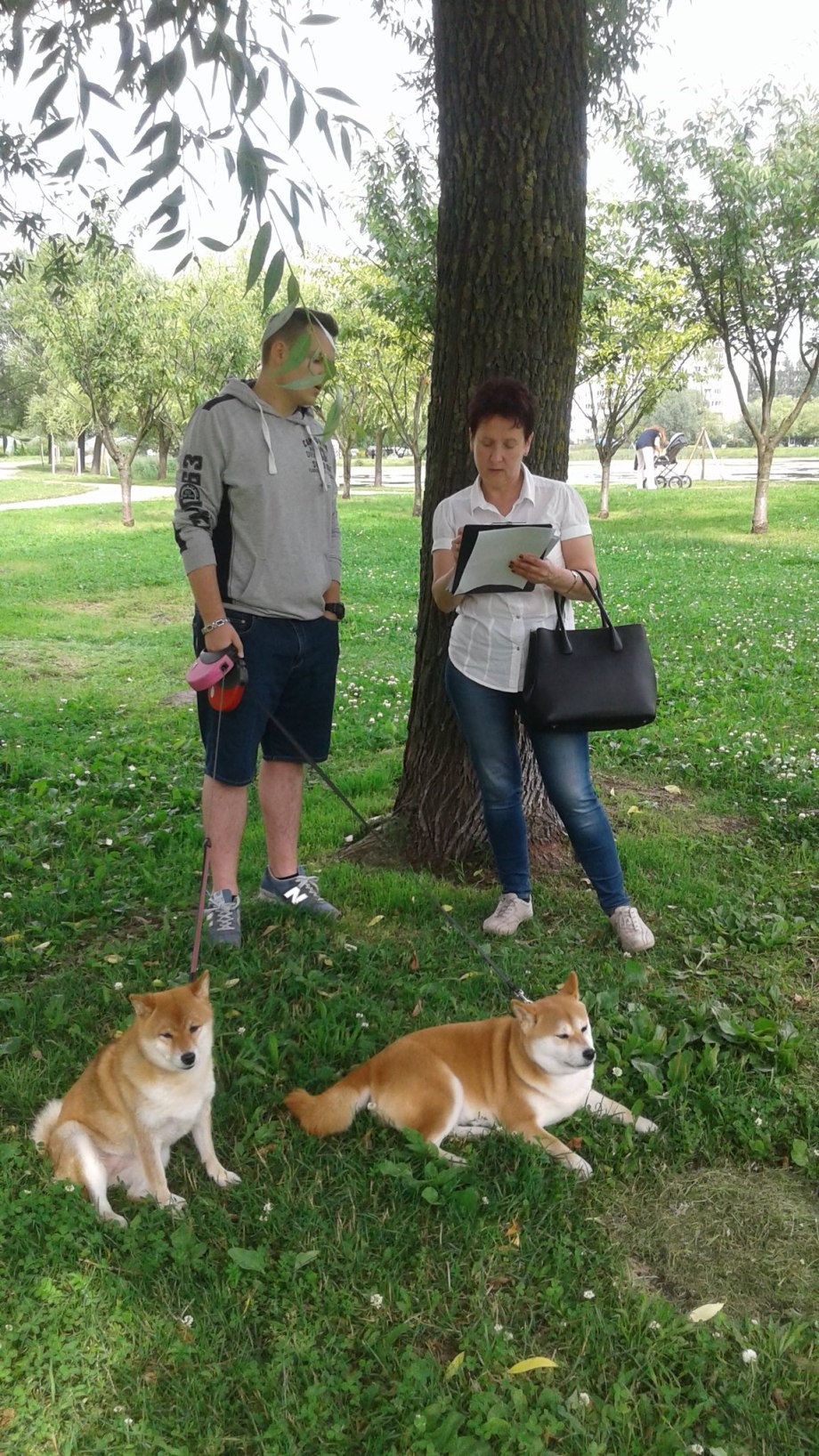 Собака без поводка