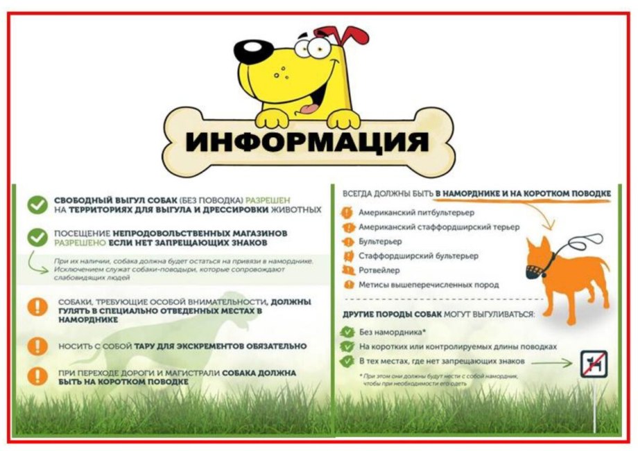 Немецкая овчарка в наморднике и на поводке