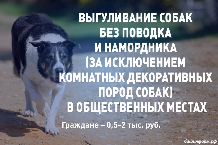 Выгул собак без намордника