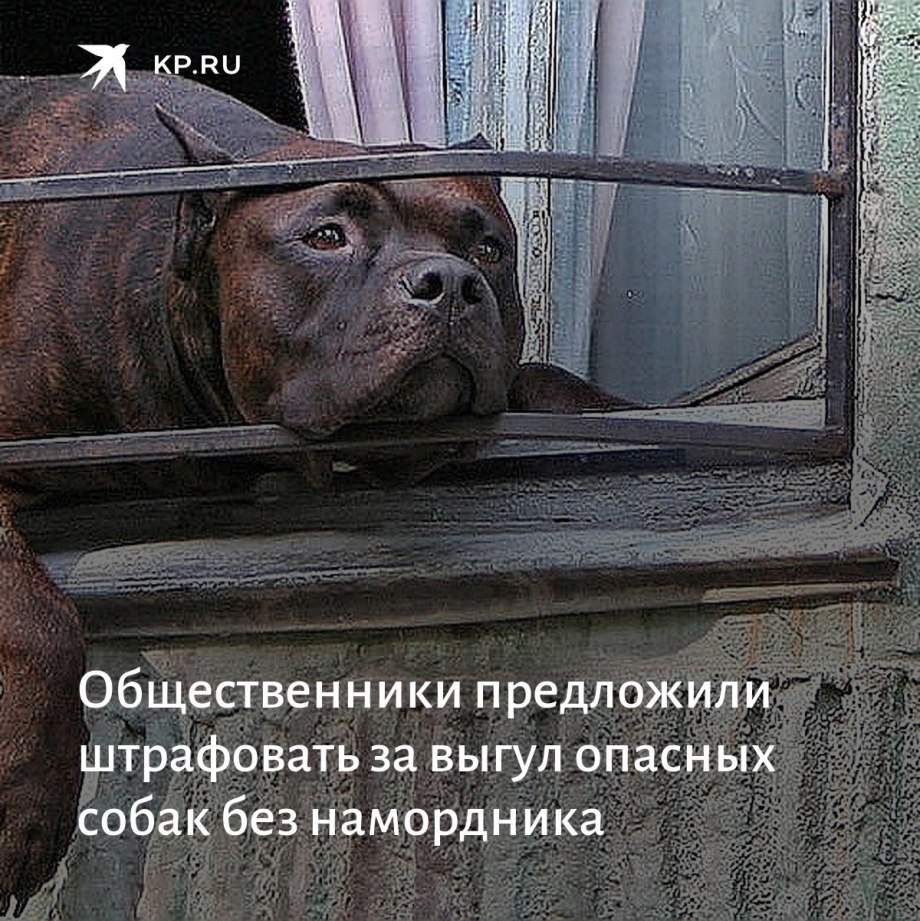 Прогулка с собакой