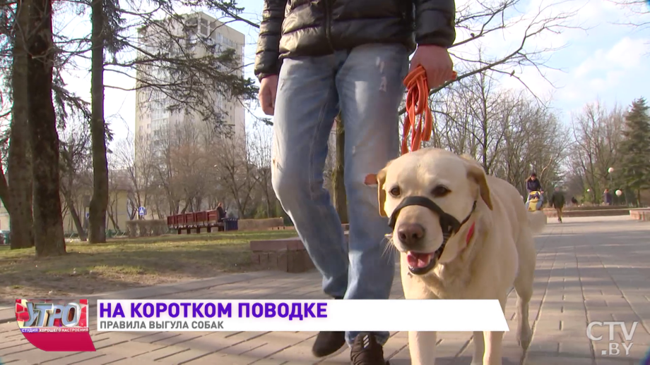 Собака питбуль злой