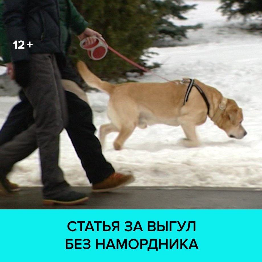 Полицейские и выгуливает собаку