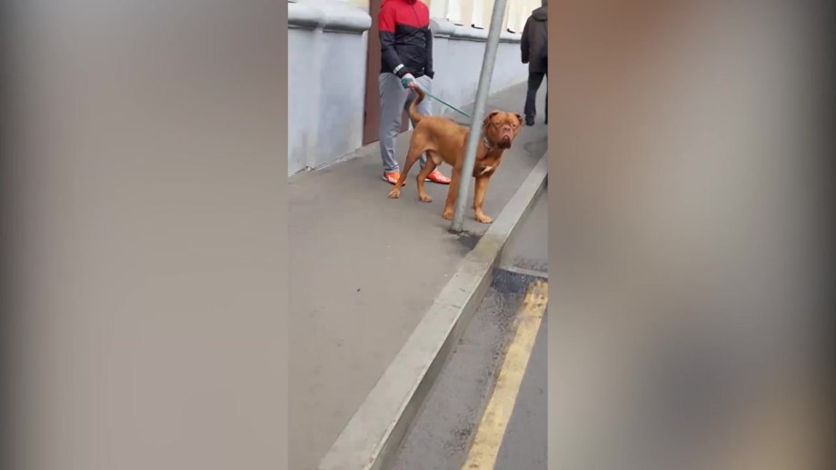 Внимание владельцам собак