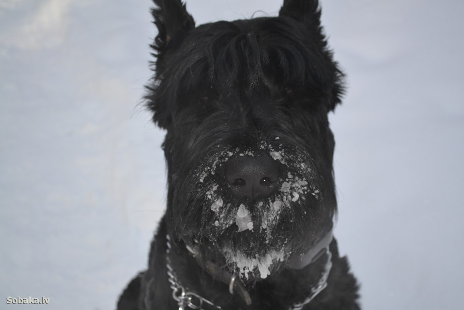 Otto the Dog