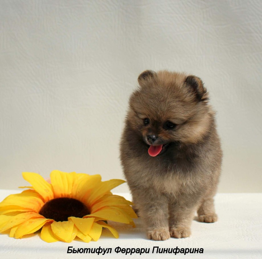 Померанский шпиц соболиный