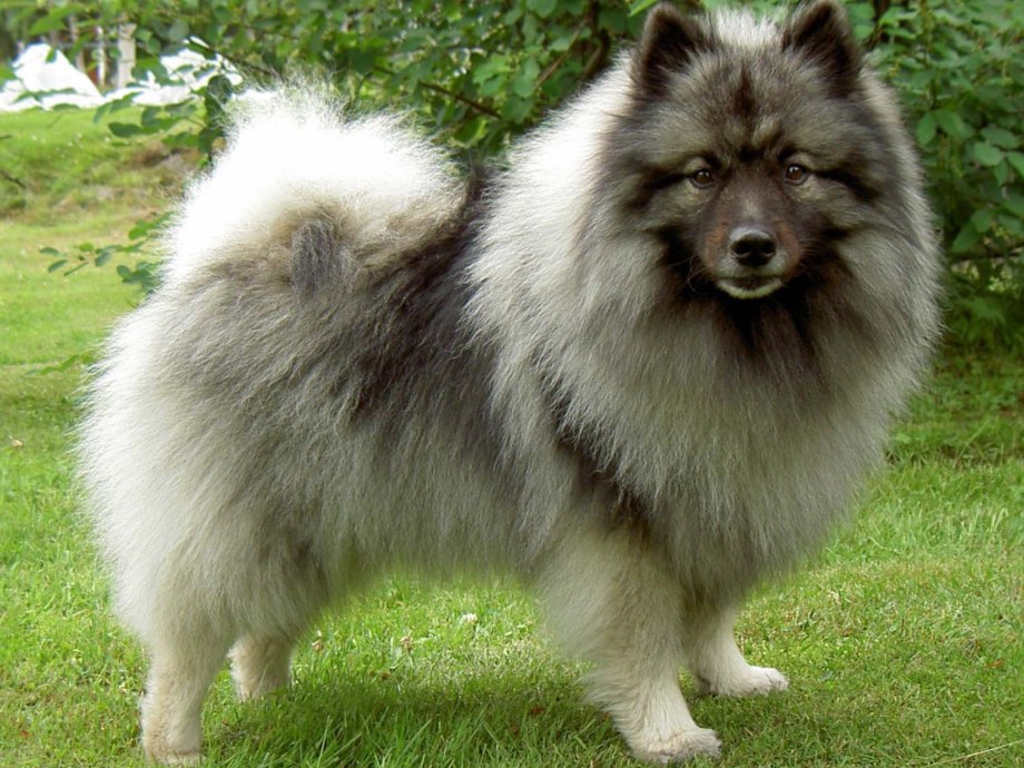 Sable Wolf Dog Color