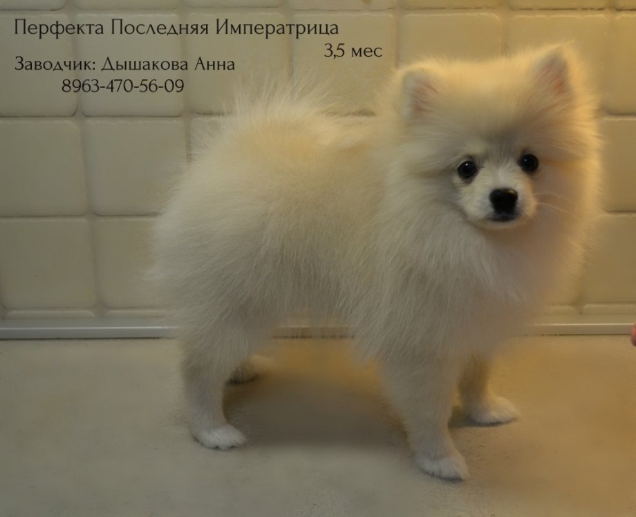 Шпиц кеесхонд