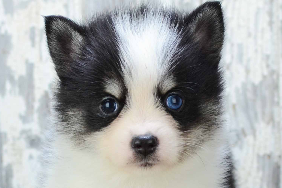 Pumsky + Husky