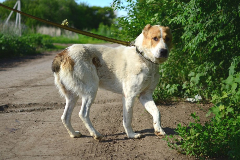 Помесь алабая