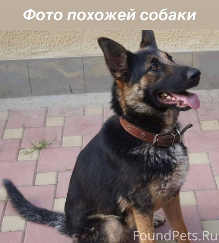 Метис немецкой овчарки