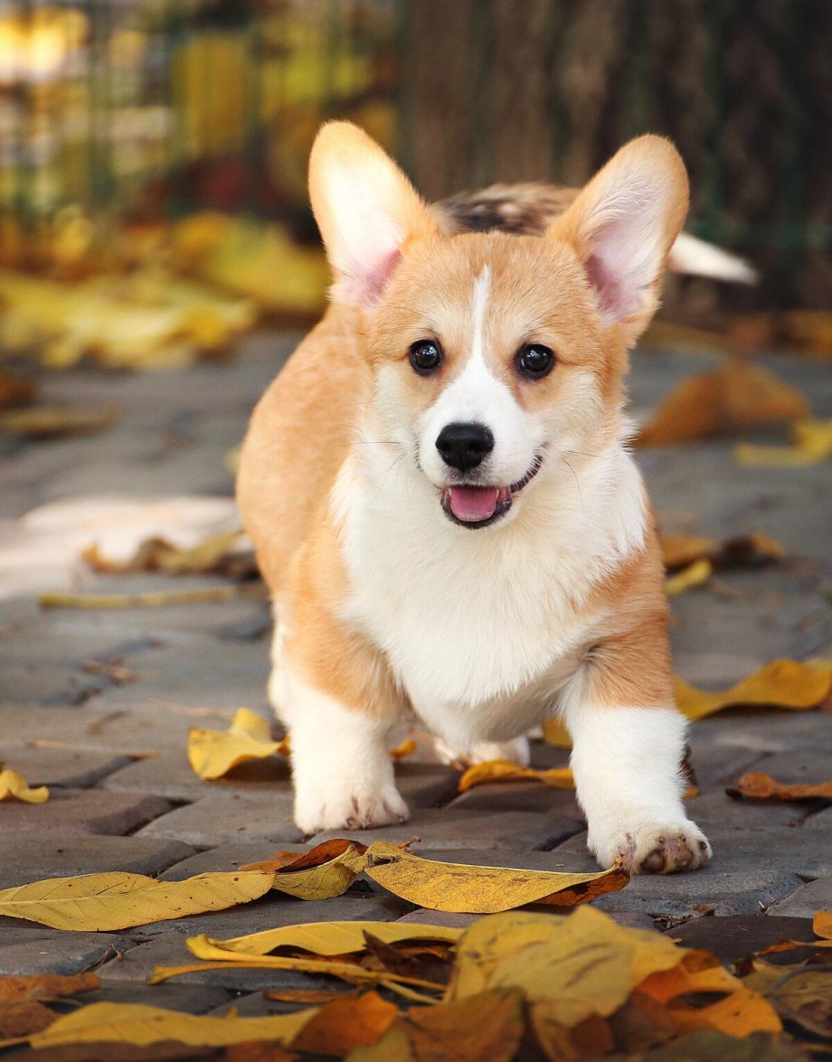 Corgi порода собак