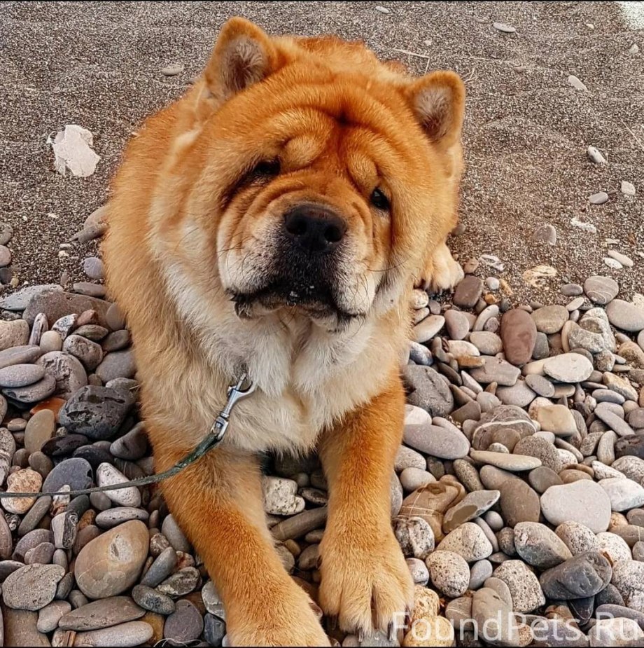 Кремовый чау чау щенок