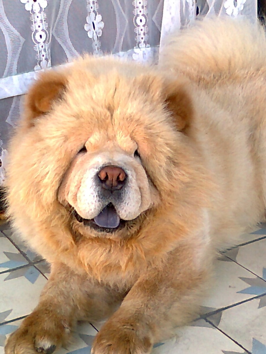 Чау чау злой