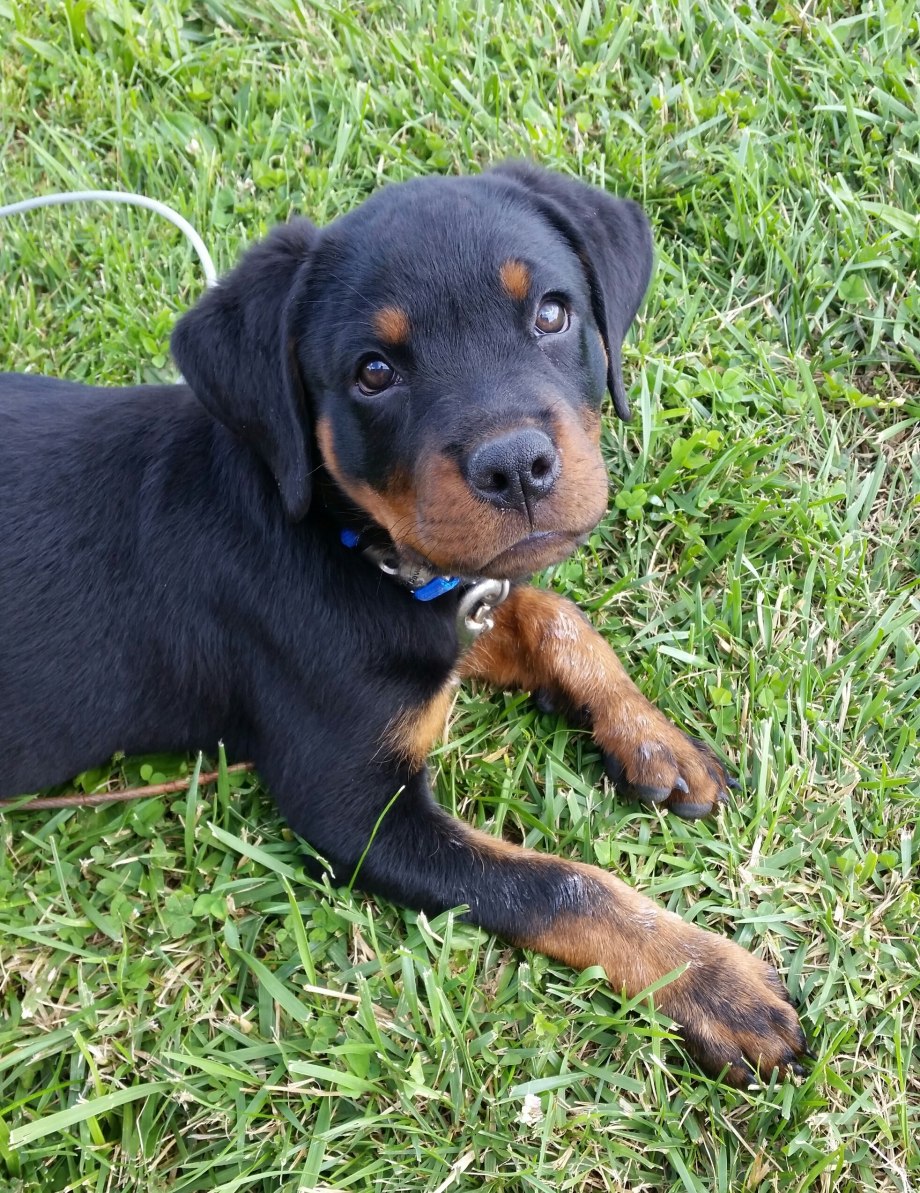 Ротвейлер / Rottweiler (147) к