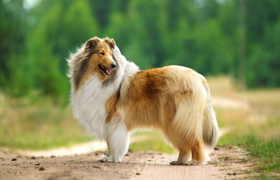 Бордер колли пастушья
