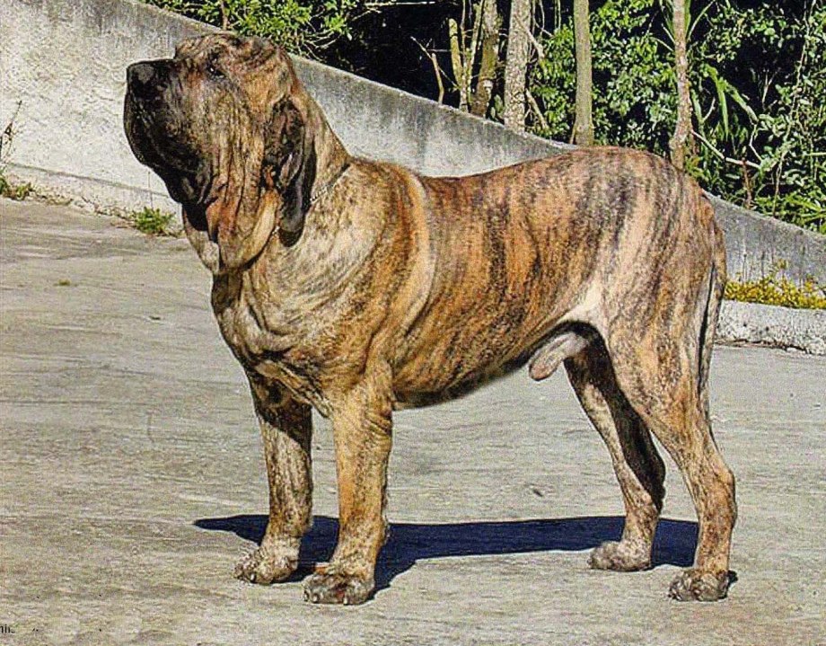 Бразильский мастиф