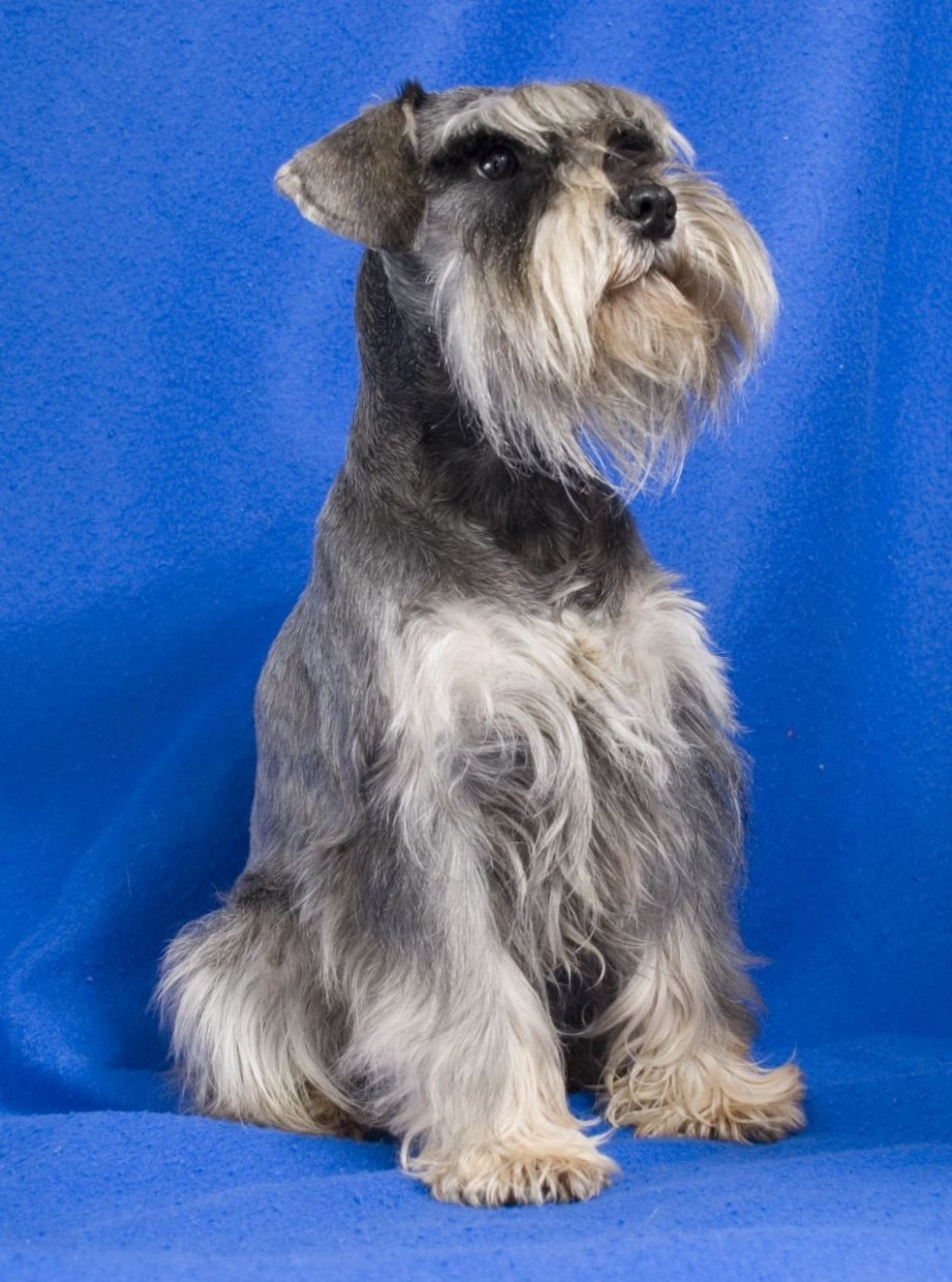 Цвергшнауцер чёрный Miniature Schnauzer Black