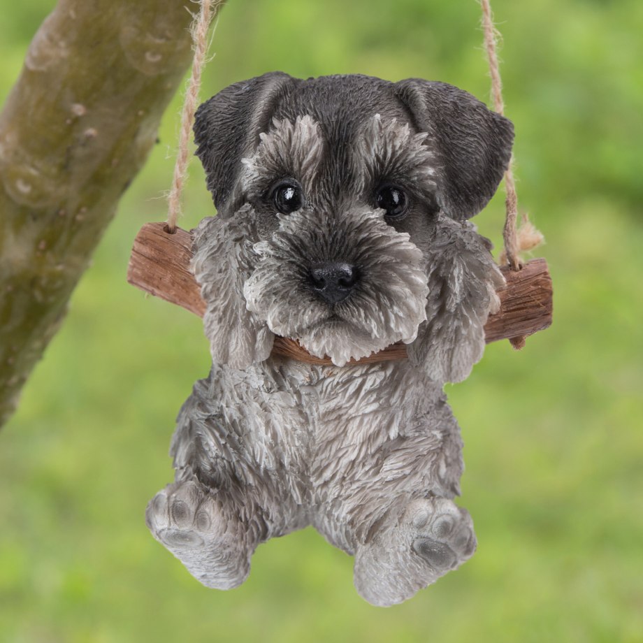 Mini Schnauzer белый