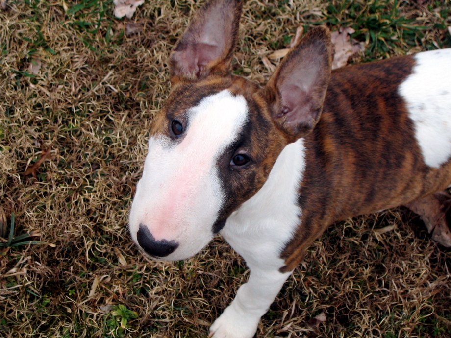 Bull Terrier 4k