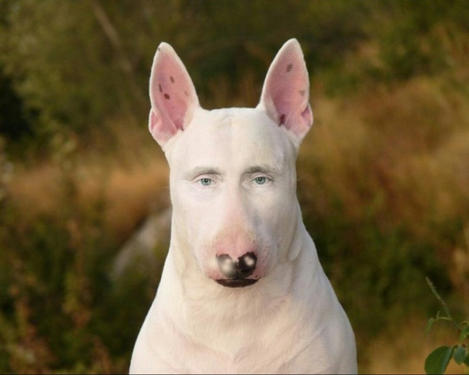 Бойцовский бультерьер