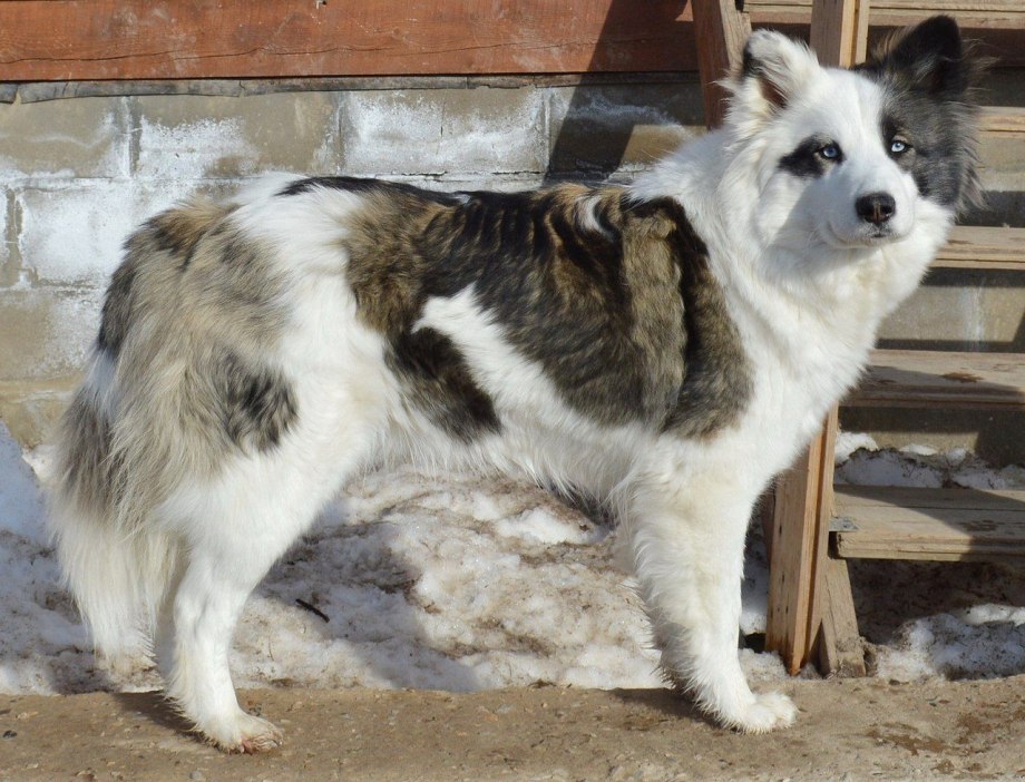 Якутская лайка