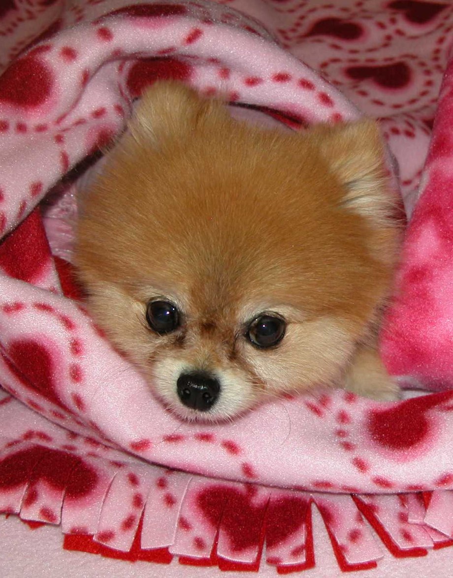Teacup Pomeranian порода