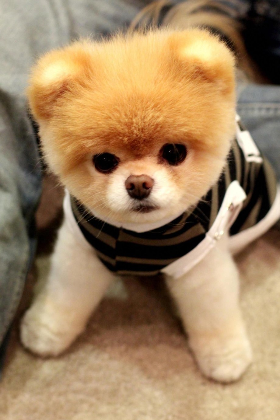 Boo Dog