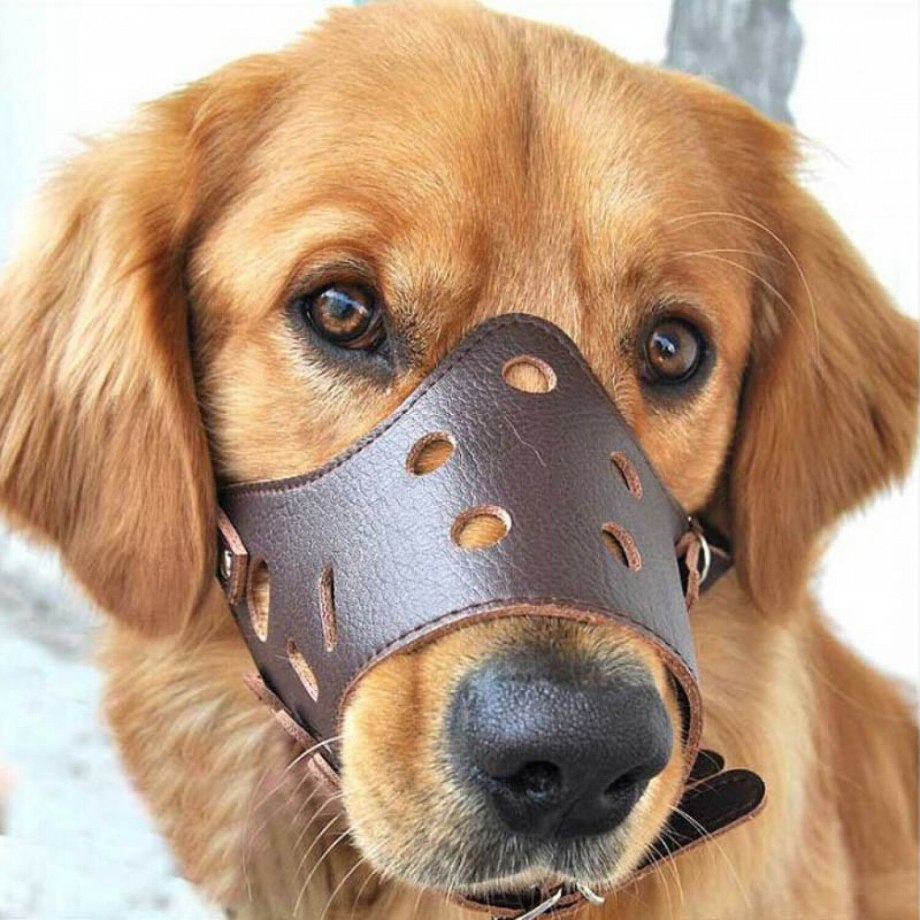Щенок комикс