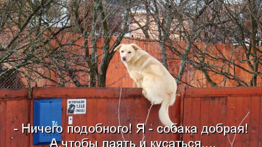 Овчарка на даче
