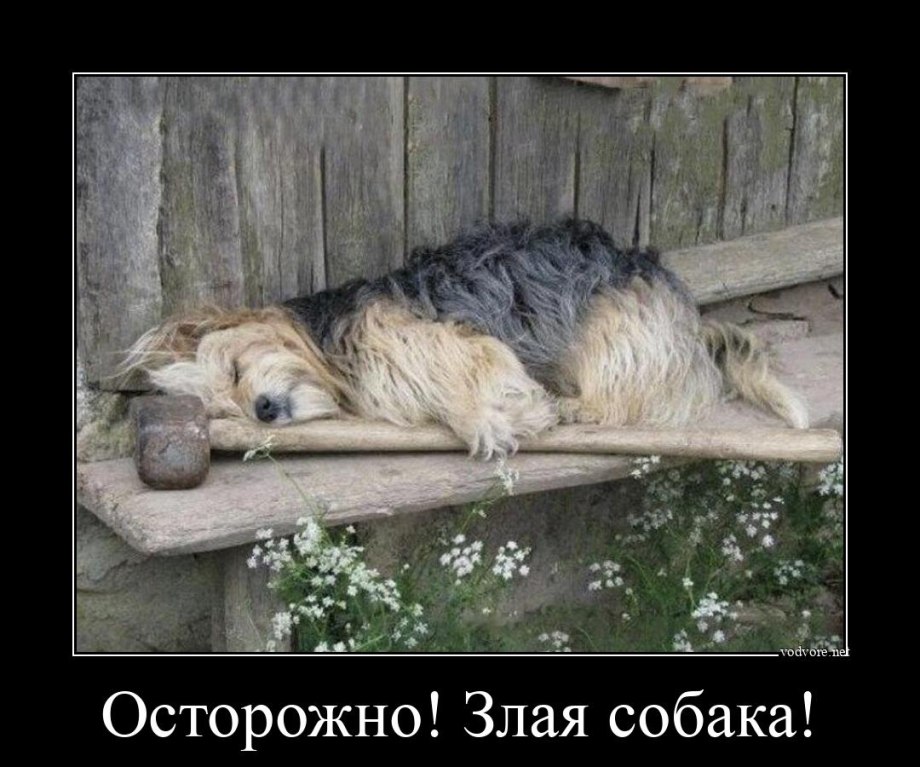 Лая немецкая овчарка лает