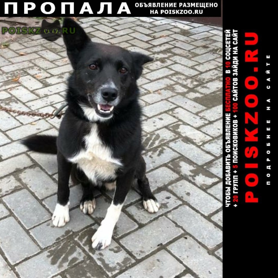 Пропала собака дворняжка