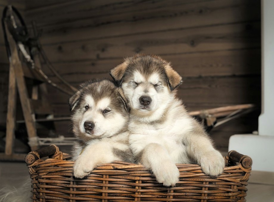 Alaskan Malamute щенки