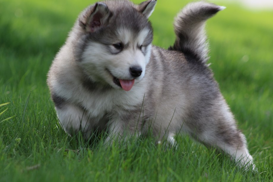 Alaskan Malamute щенки