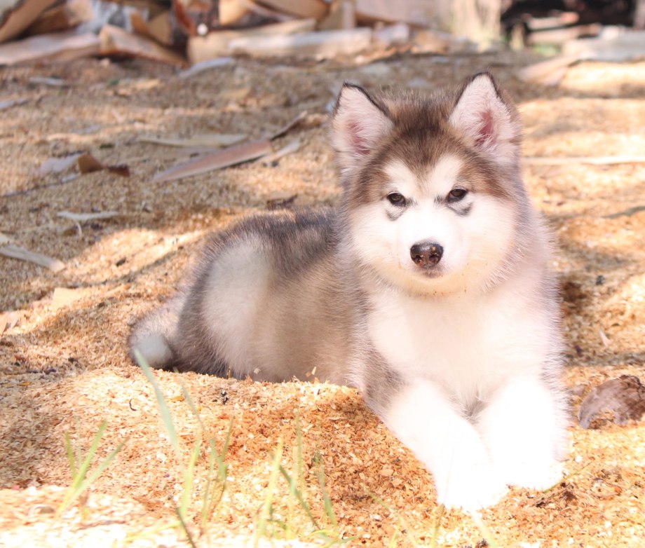 Alaskan Malamute Puppy