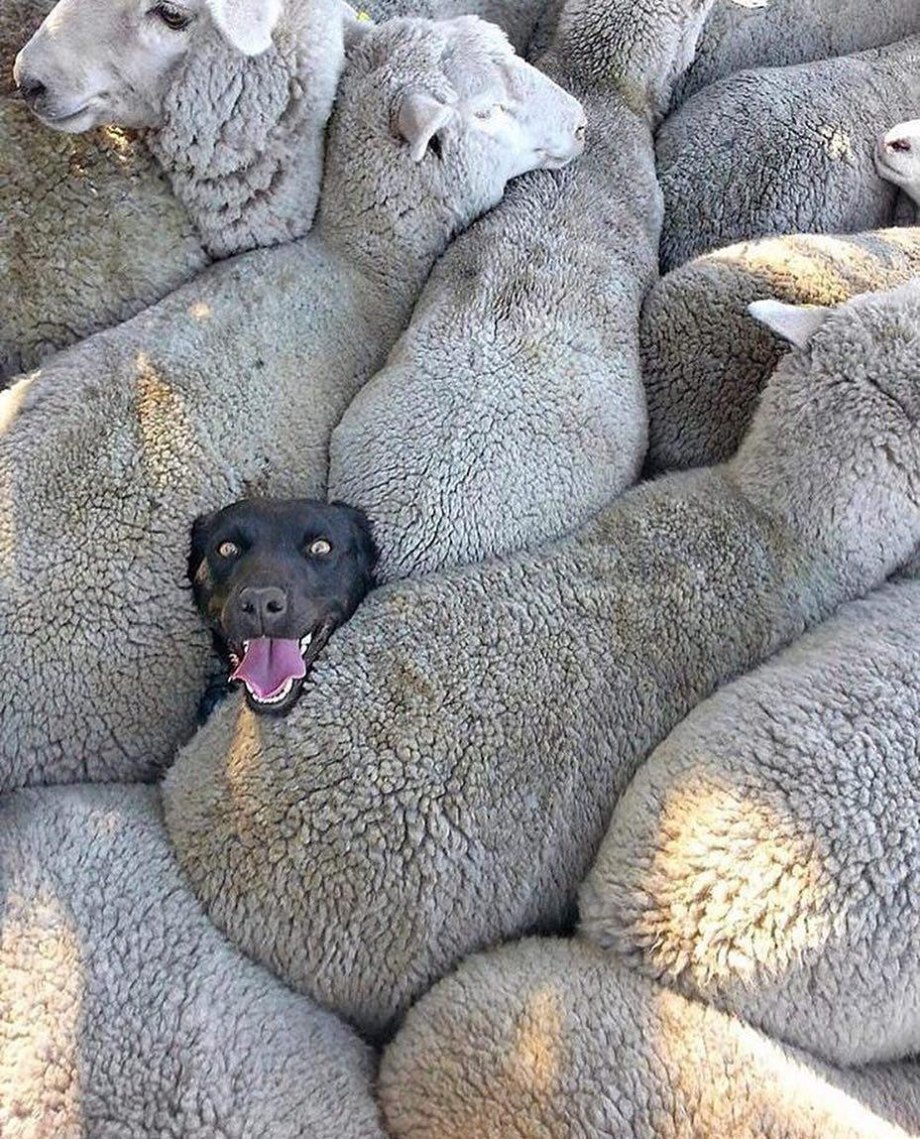 Стадо собак