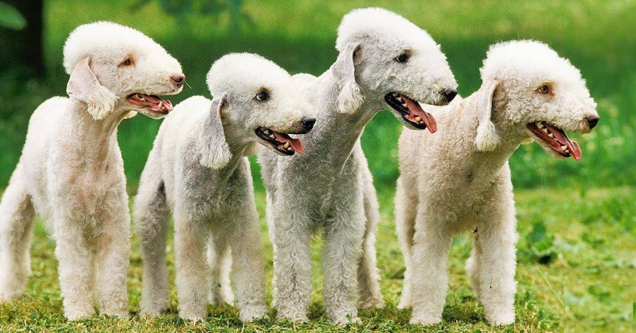 Корги пастьба