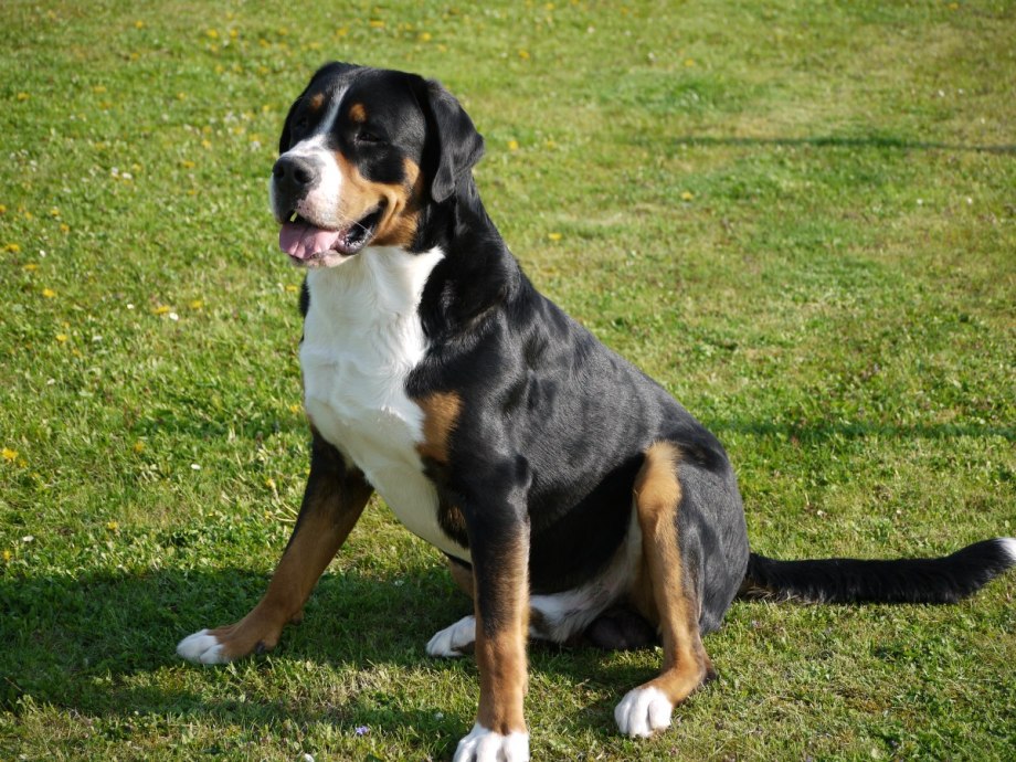 Great Swiss Mountain Dog