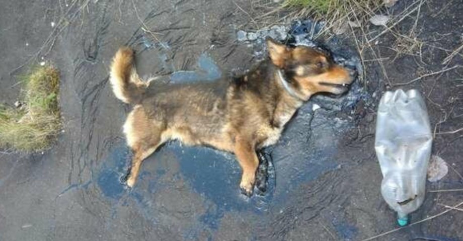 Разный лай собак