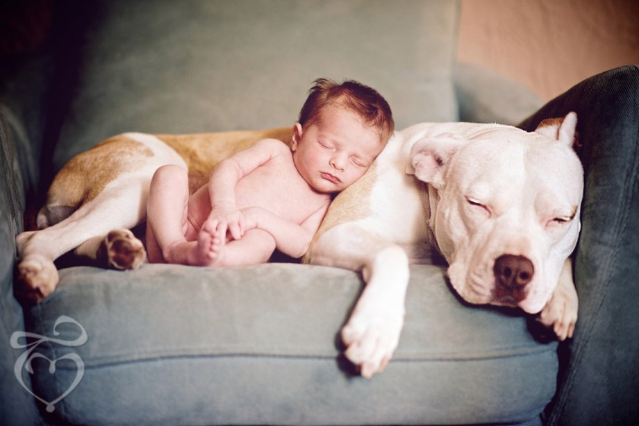 Pitbull Baby