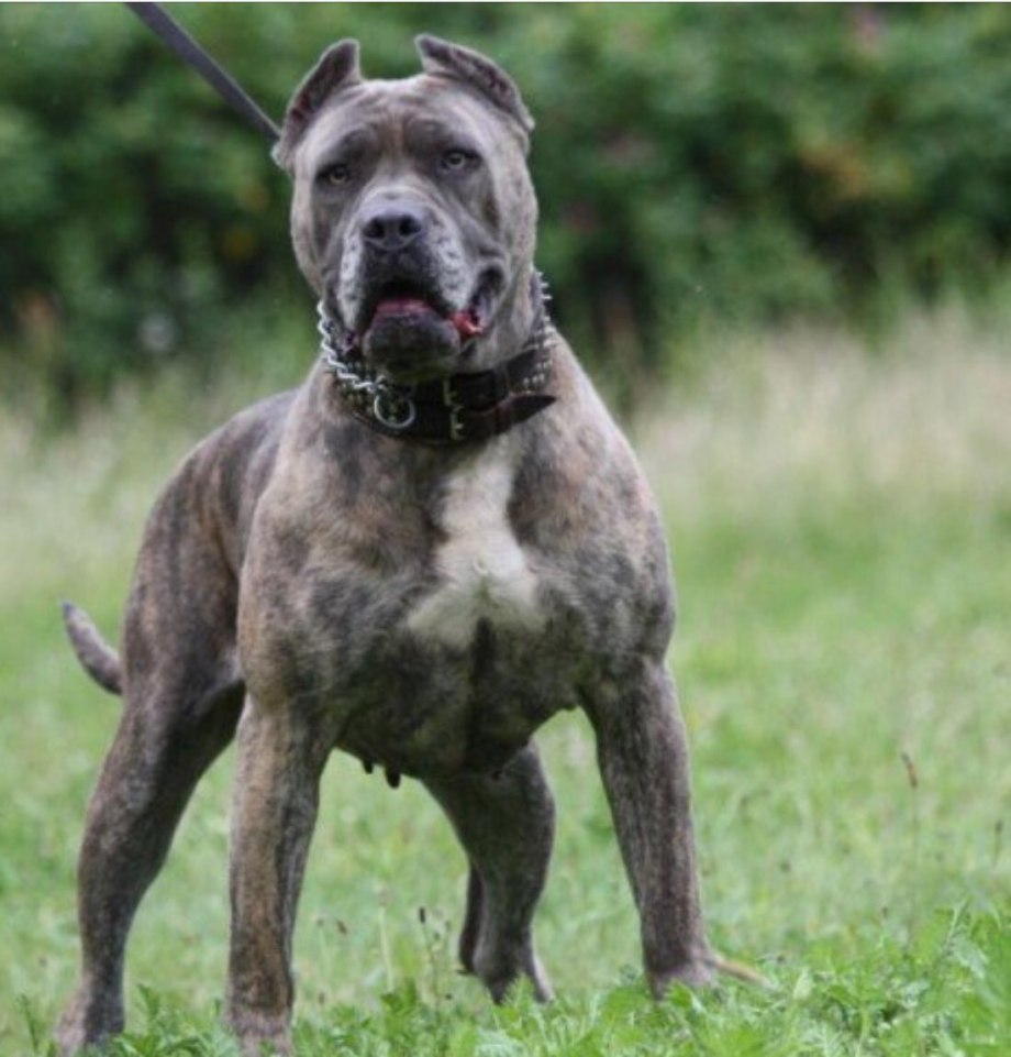 Presa Canario порода собак