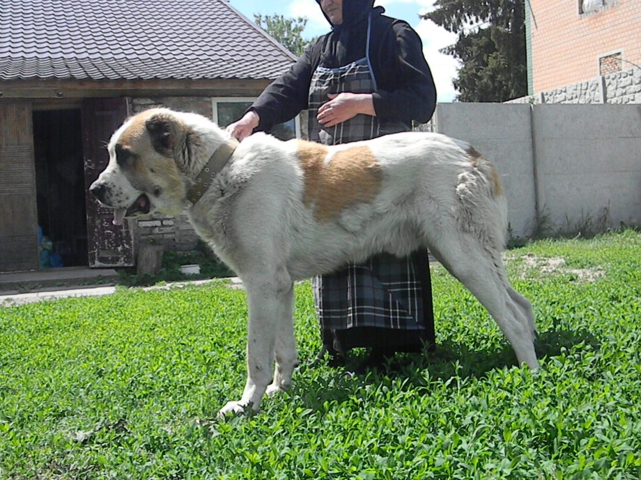 Алабай бульдозер