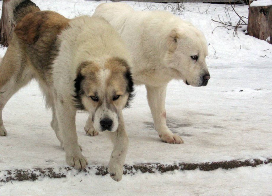 Размер месячного щенка алабая