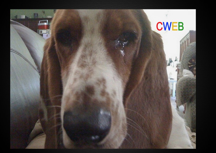 Офтальмология животных