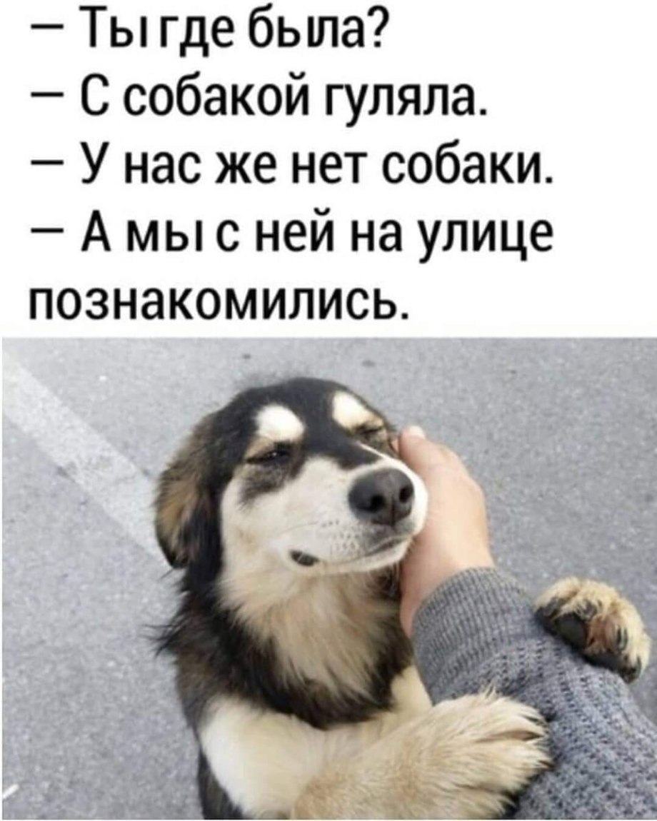 Картинка где моя собачка