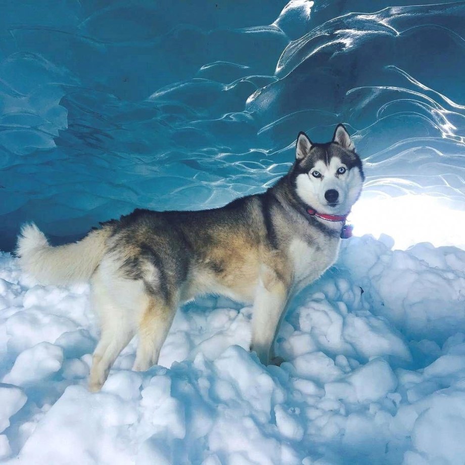 Шотландская хаски