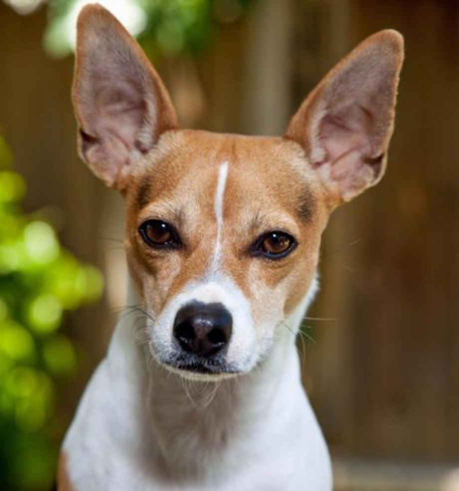 Rat Terrier собака