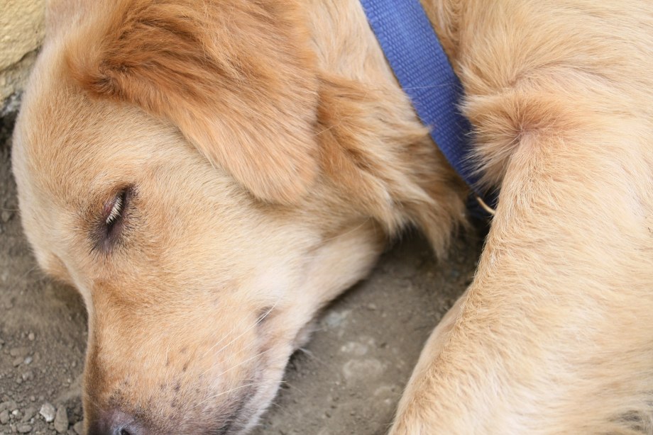 Токсокароз возбудитель Toxocara canis