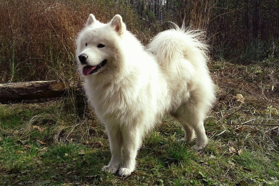 Лайка самоедка