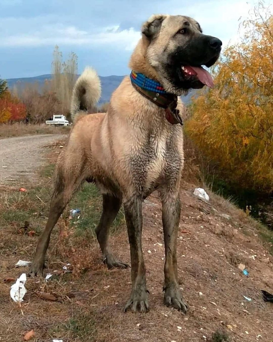 кангал собака щенок фото