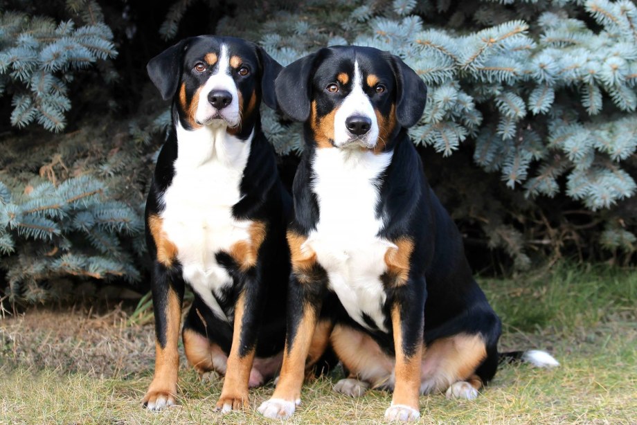 Аппенцеллер зенненхунд / Appenzell Cattle Dog